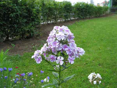 Superphlox-axel.jpg