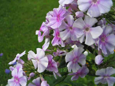 Superphlox-axel1.jpg