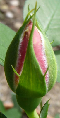 Heimkehrer_08_09_17.JPG