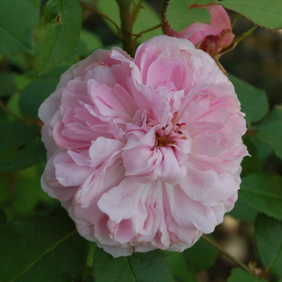 Jacques_Cartier_0010__55235.jpg