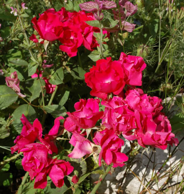 Holstein_0010__55240.jpg