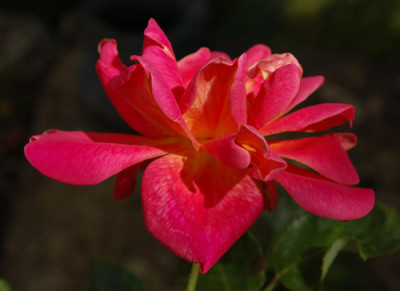 Rote_Mevrouw_G.A._van_Rossem_0010__55158.jpg