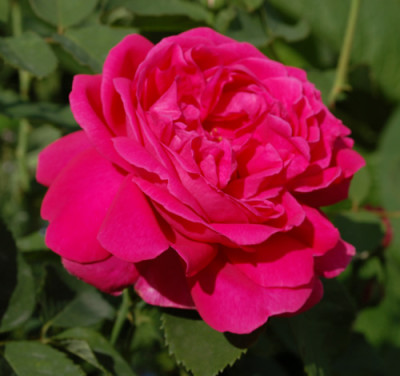 Urdh_0010__55238.jpg