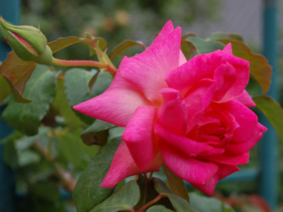 Vicomtesse_Pierre_du_Fou_0010__55177.jpg