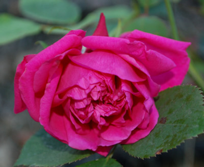 Reine_Marguerite_dItalie_0010__55410.jpg
