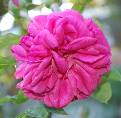 Mrs_Bosanquet_falsch_0010__55412.jpg
