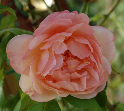 Desprez_a_fleurs_jaunes_0010__55574.jpg