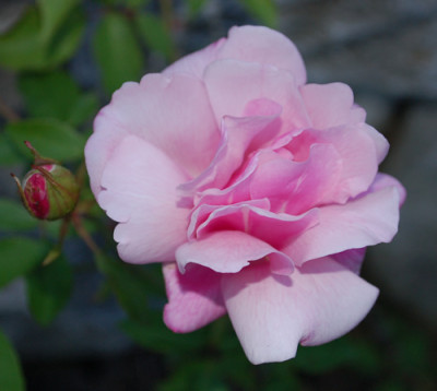 McClinton_Tea_0010__55557.jpg