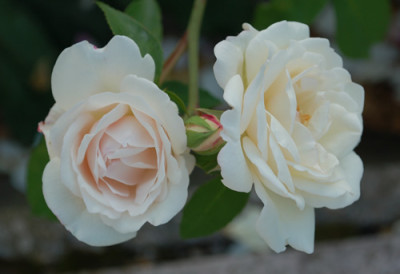 Mlle_de_Sombreuil_0010__55580.jpg
