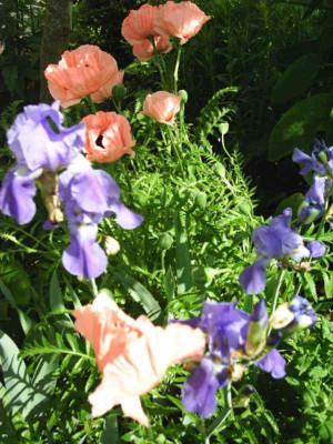 Mohn_Iris.jpg