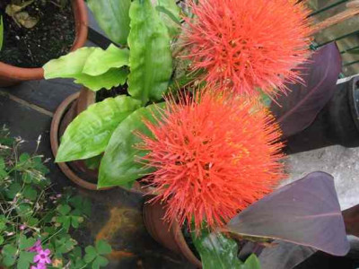 Blume_unbekannt_8.09.jpg