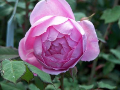 AlanTitchmarsh48.jpg