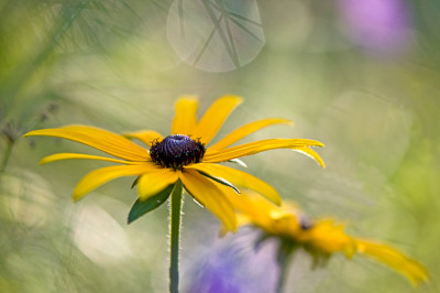 Sonniger-Morgen-2-Aug1509.jpg