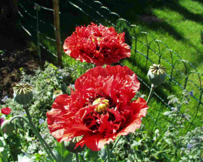 Mohn_rot_u_Borretch.JPG
