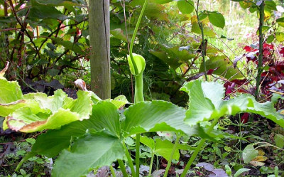 Pinellia_ganz_15.8.09.jpg
