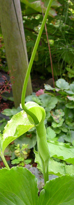 Pinellia_Blute_15.8.09.jpg