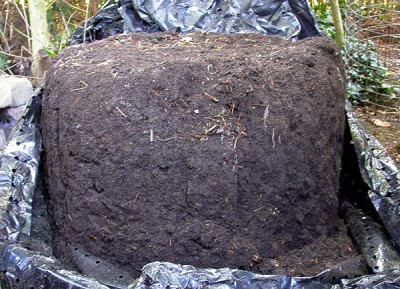 Kompost-Praline_15.8.09.jpg