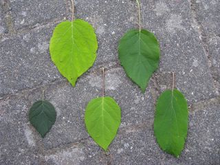 H_arborescens_LaubIMG_2075_320x200.JPG
