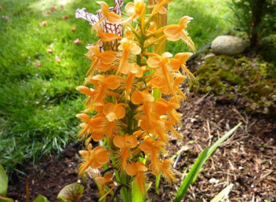 P._ciliaris.08.09.jpg