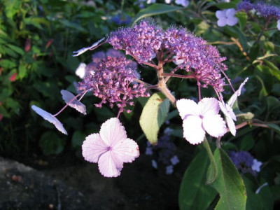H_villosaIMG_2074_640x480.JPG