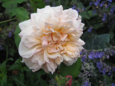 IMG_6236_Small.JPG