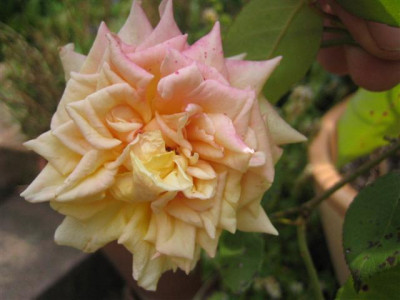 IMG_6228_Small.JPG