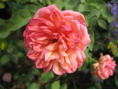 IMG_6237_Small.JPG