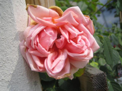 IMG_6243_Small.JPG