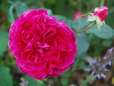 Souvenir_de_Francois_Gaulain_T_0010__56385.jpg