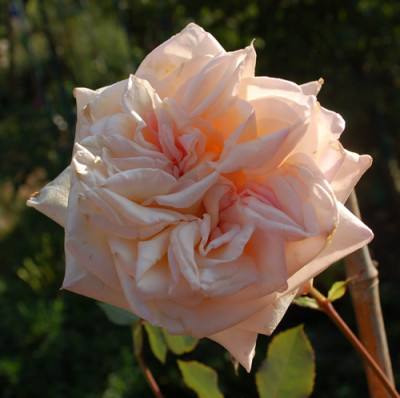 William_R._Smith_T_0010__56799.jpg