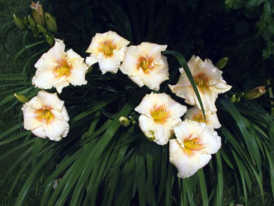 GT96-D1800__Tripla_Siloam_Gumdrop_x_unbekannt002.jpg