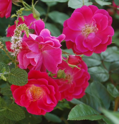 Gloire_des_Rosomanes_0010__56619.jpg