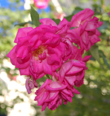 Mme_Solvay_0010__56614.jpg