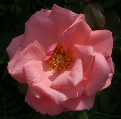 Charles_Dillon_0010__56351.jpg