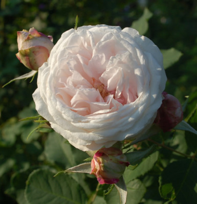 Marie_Dermar_0010__56604.jpg