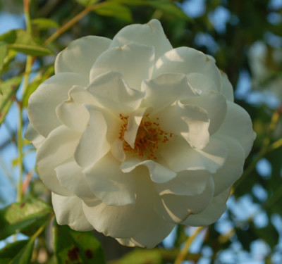 Schneewittchen_Clg_0010__56698.jpg