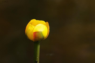 nuphar01.jpg
