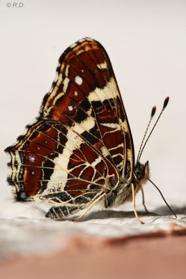 araschnia01.jpg