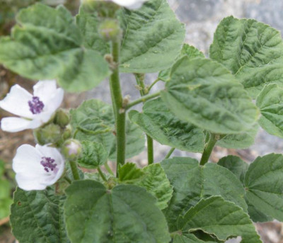 ALthaea6.jpg