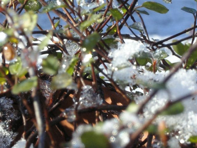Muehlenbeckia4.jpg