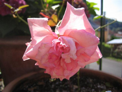 IMG_6219_Small.JPG