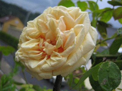IMG_5732_Small.JPG