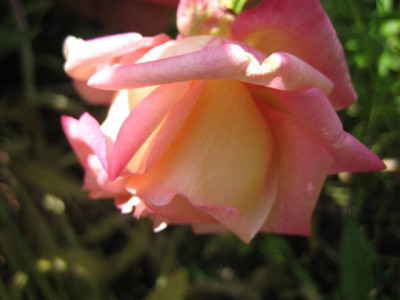 IMG_4913_Small.JPG