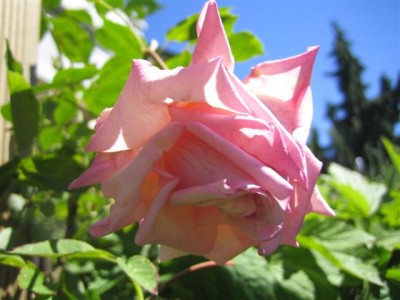 IMG_4926_Small.JPG