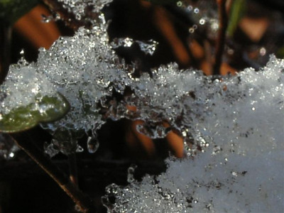Muehlenbeckia20.jpg