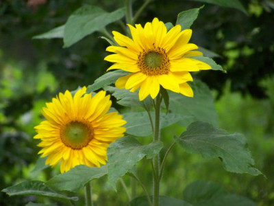 August_2009_Sonnenblume.jpg