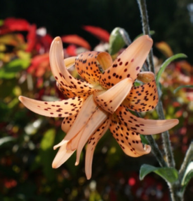 lancifolium_plenescens1.jpg
