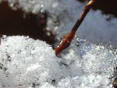 Muehlenbeckia32.jpg