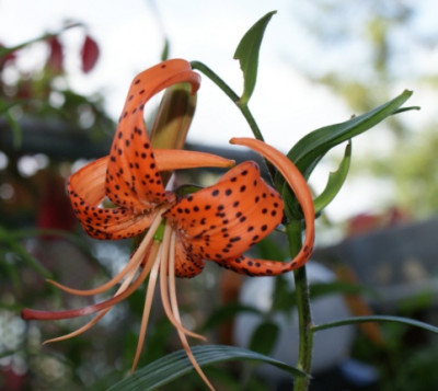 lancifolium1.jpg