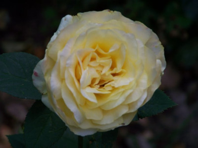 August_2009_Golden_Silk.jpg